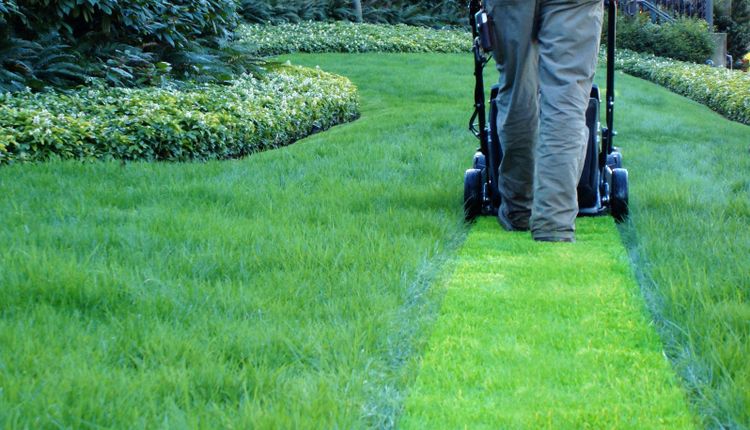 Kupujemy kosiarkę spalinową! [nasze 3 propozycje]