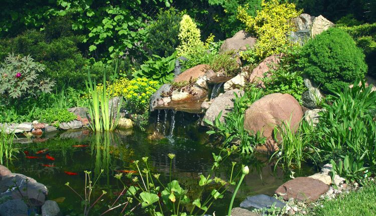 Jak zrobić oczko wodne? Podpowiadamy!