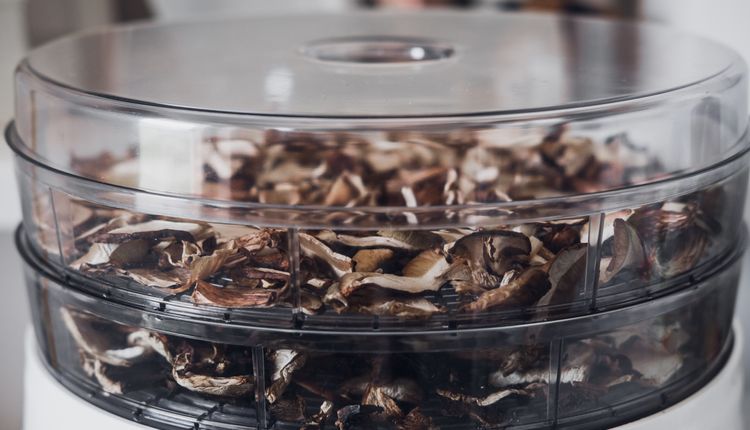 Jaką suszarkę do grzybów wybrać?