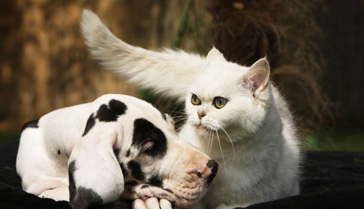 Dobra karma dla psa – jak ją wybrać?