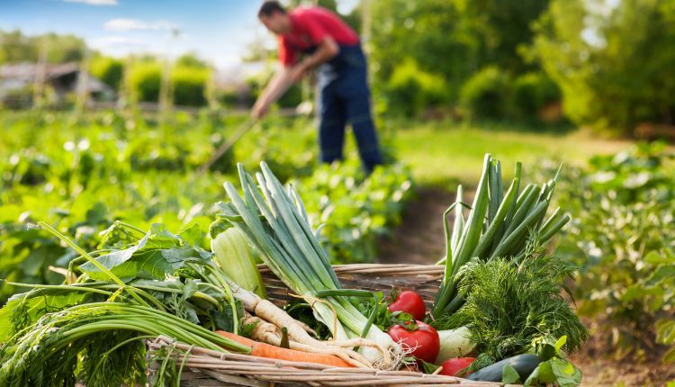 Jak założyć ogród warzywny 17 rad i akcesoriów.jpg