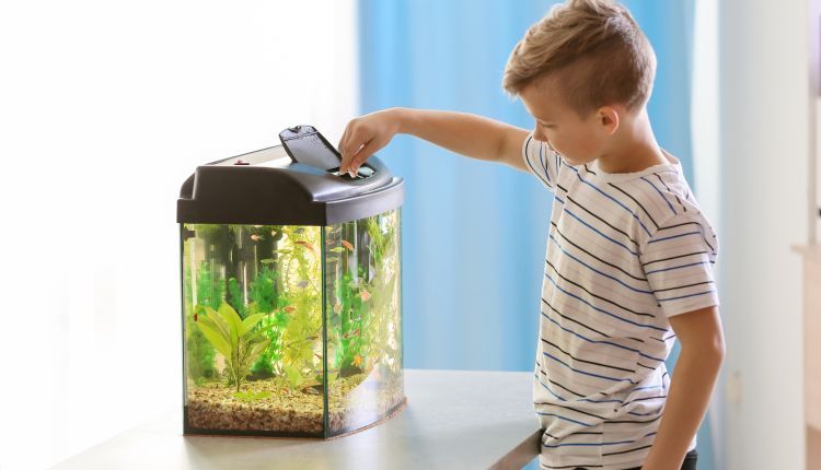 Akwarium – jak zacząć.jpg