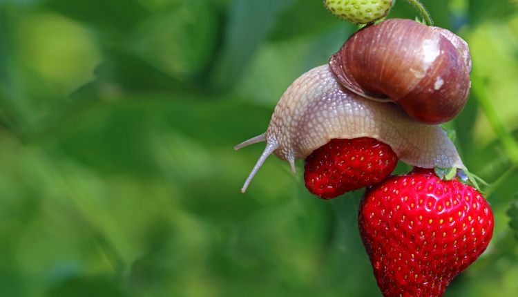 Sposoby na ślimaki w ogrodzie — co się sprawdzi.jpg