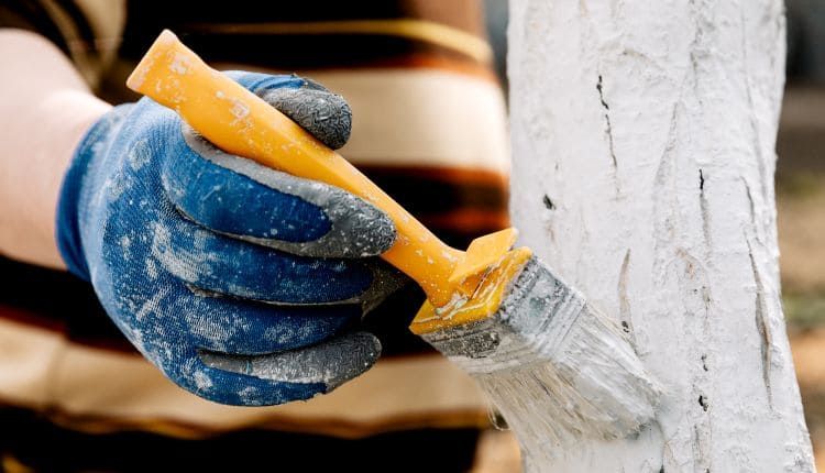 Kiedy malować drzewka wapnem.jpg